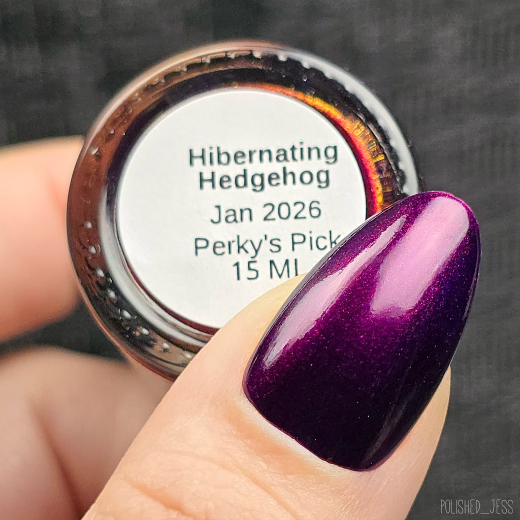 Hibernating Hedgehog (Jan 2026 Perky's Pick)