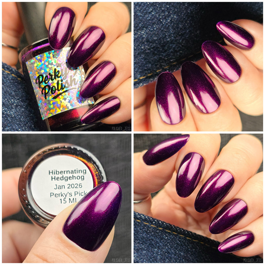 Hibernating Hedgehog (Jan 2026 Perky's Pick)